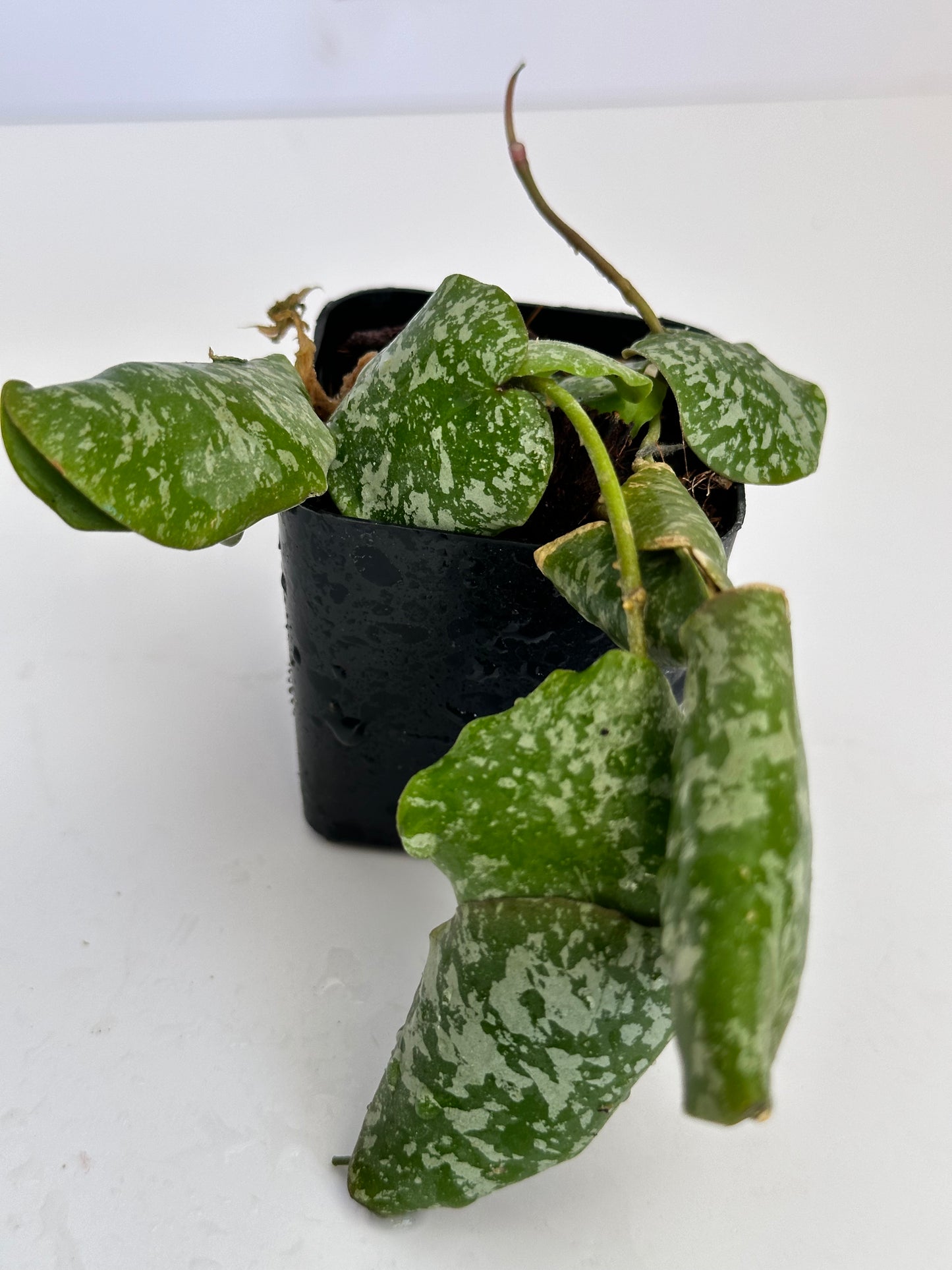 Hoya imbricata