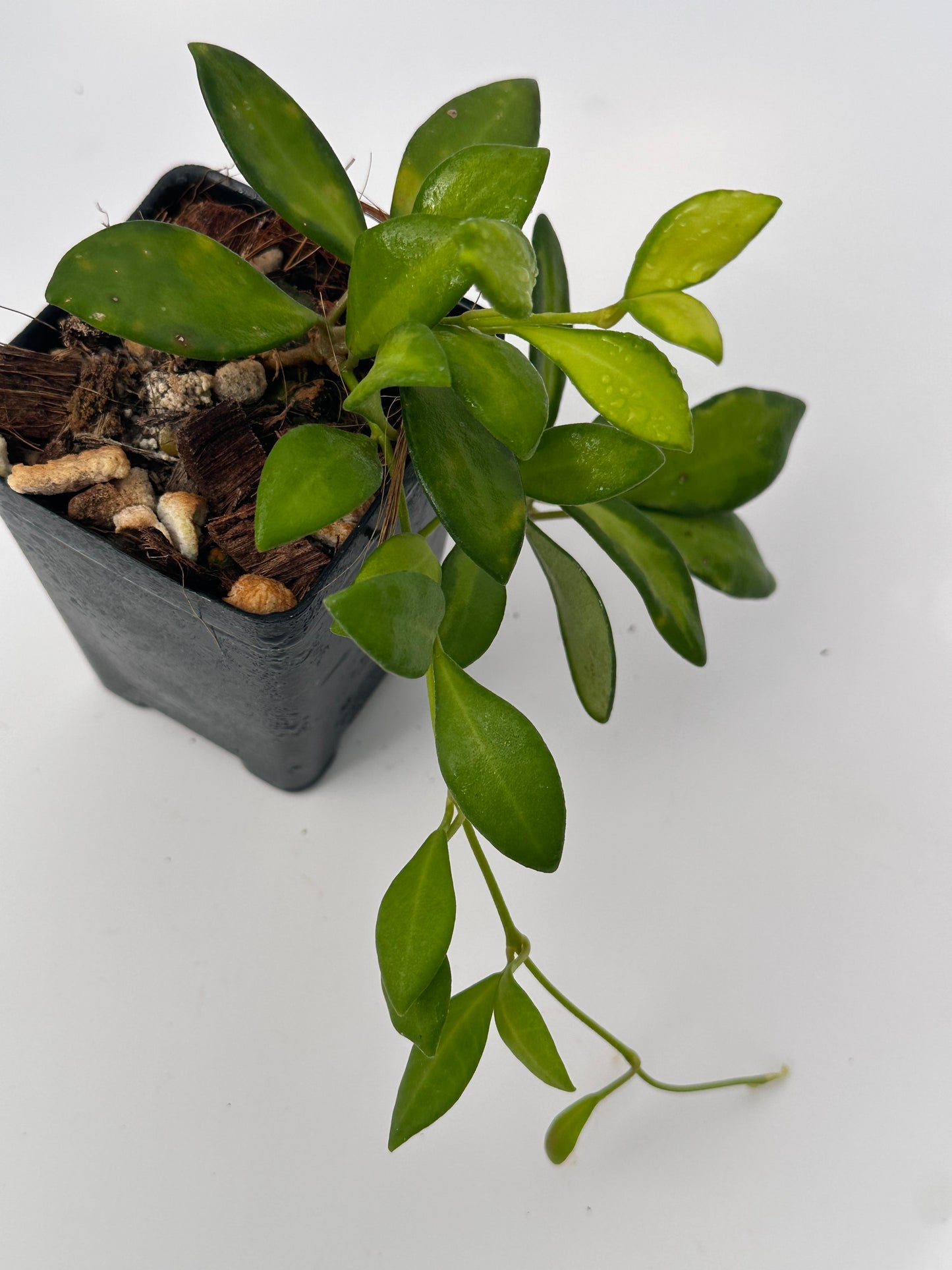 Hoya sp. aff. burtoniae (variegated)