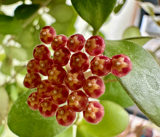 Hoya bilobata (fka panchoi)