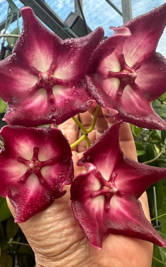 Hoya macgillivrayi Taiwan