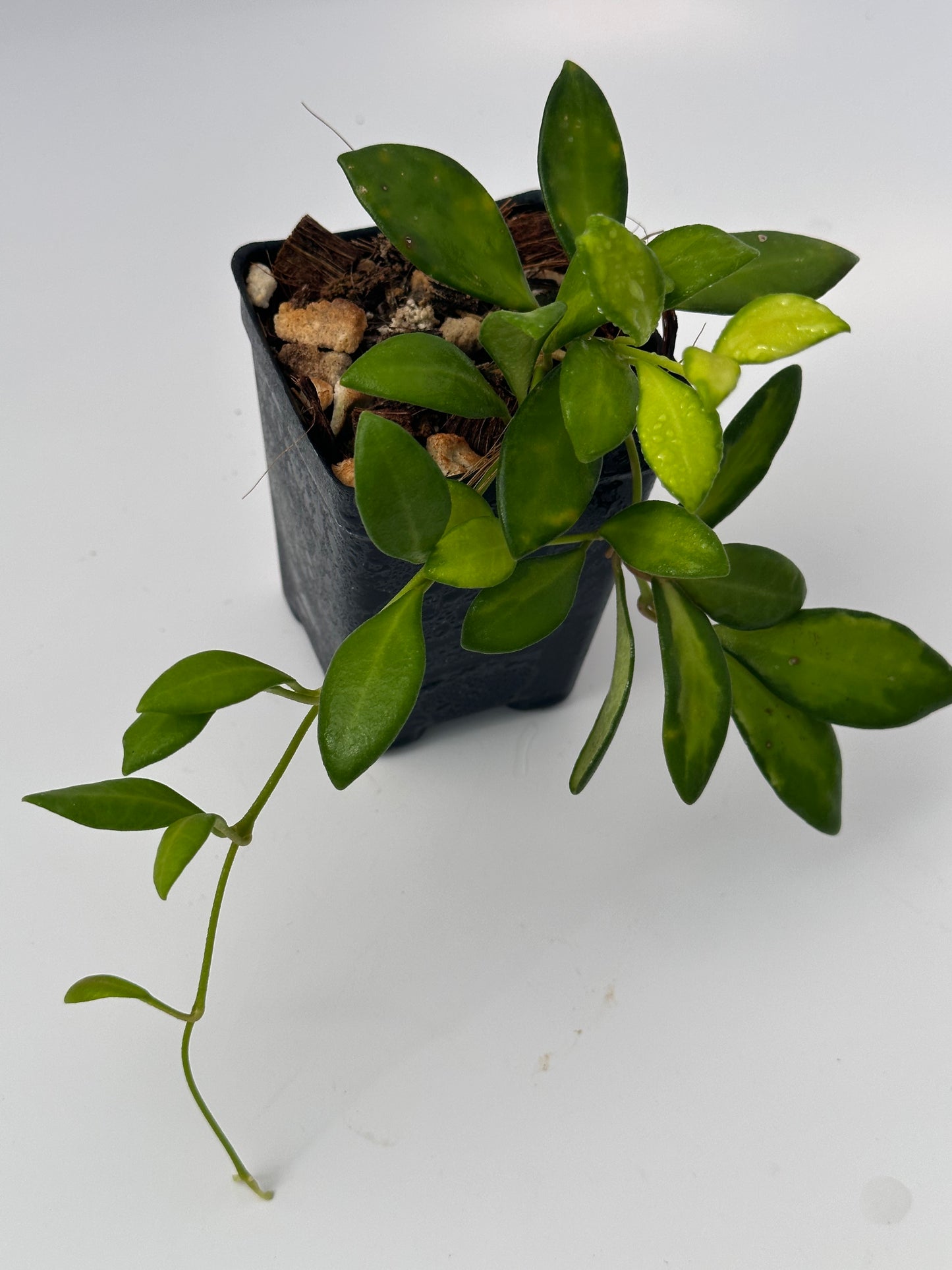 Hoya sp. aff. burtoniae (variegated)