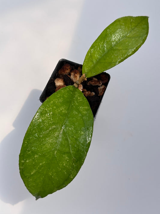 Hoya sp. Bahoi