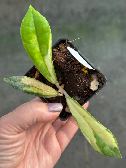 Hoya rigidifolia (variegated)