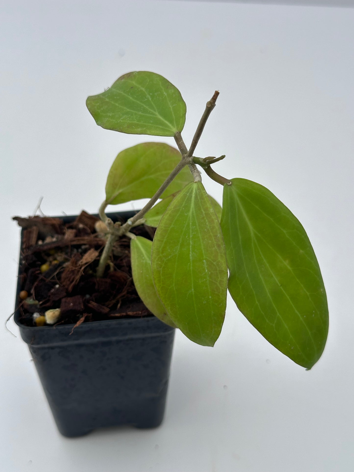 Hoya deleoniorum