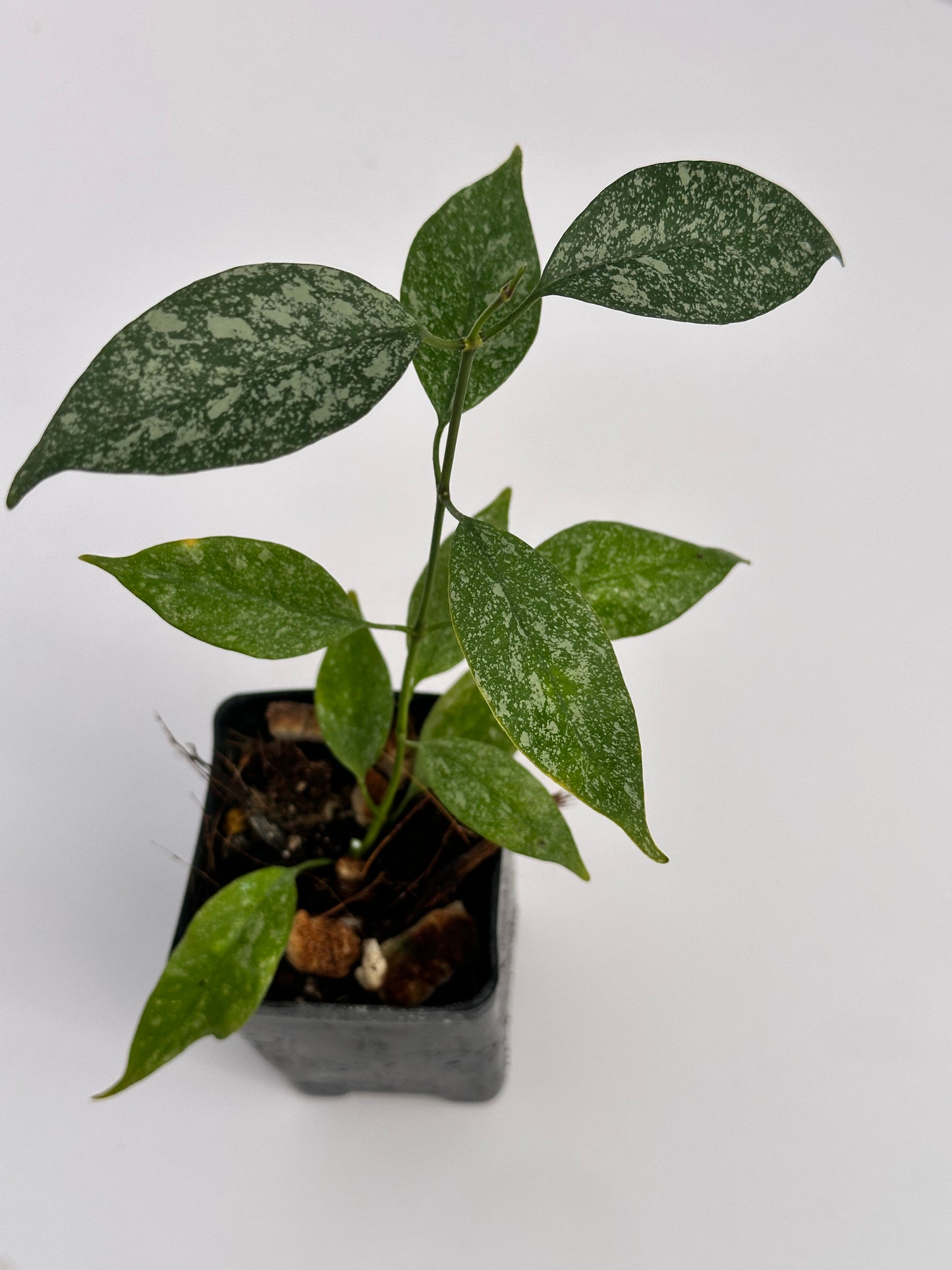 Hoya multiflora (mini, splash)