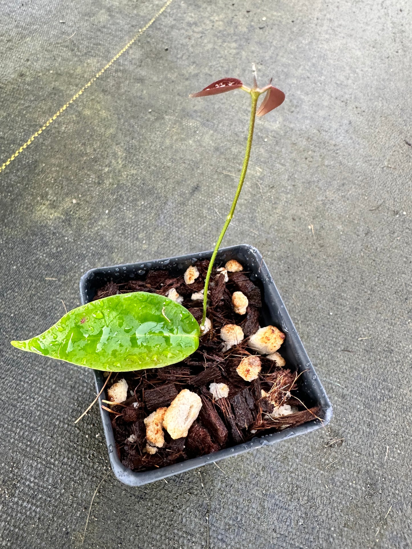 Hoya chloroleuca