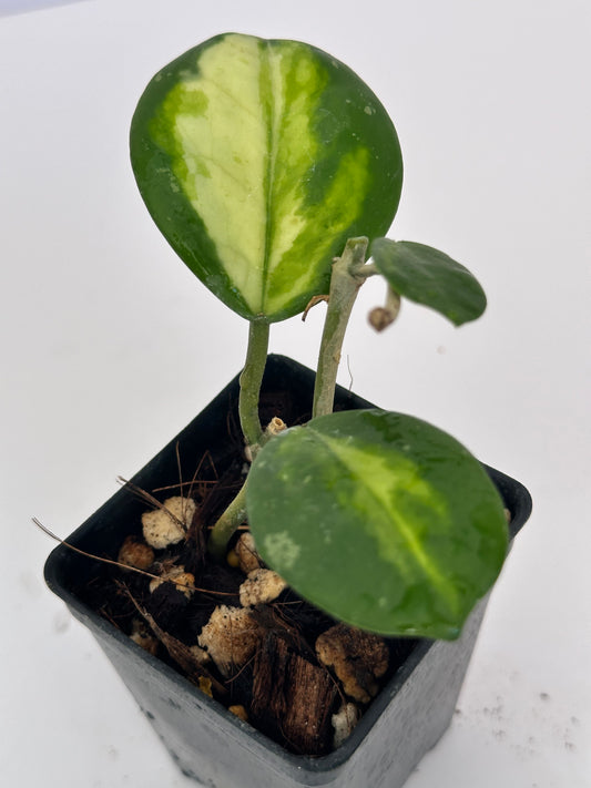 Hoya obovata (inner variegated)