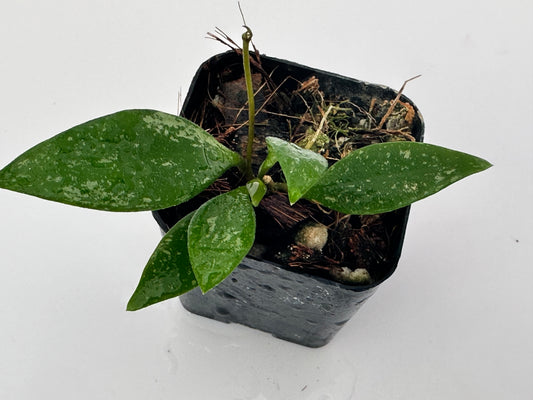 Hoya sp. Cianjur (splash, bumpy leaves)