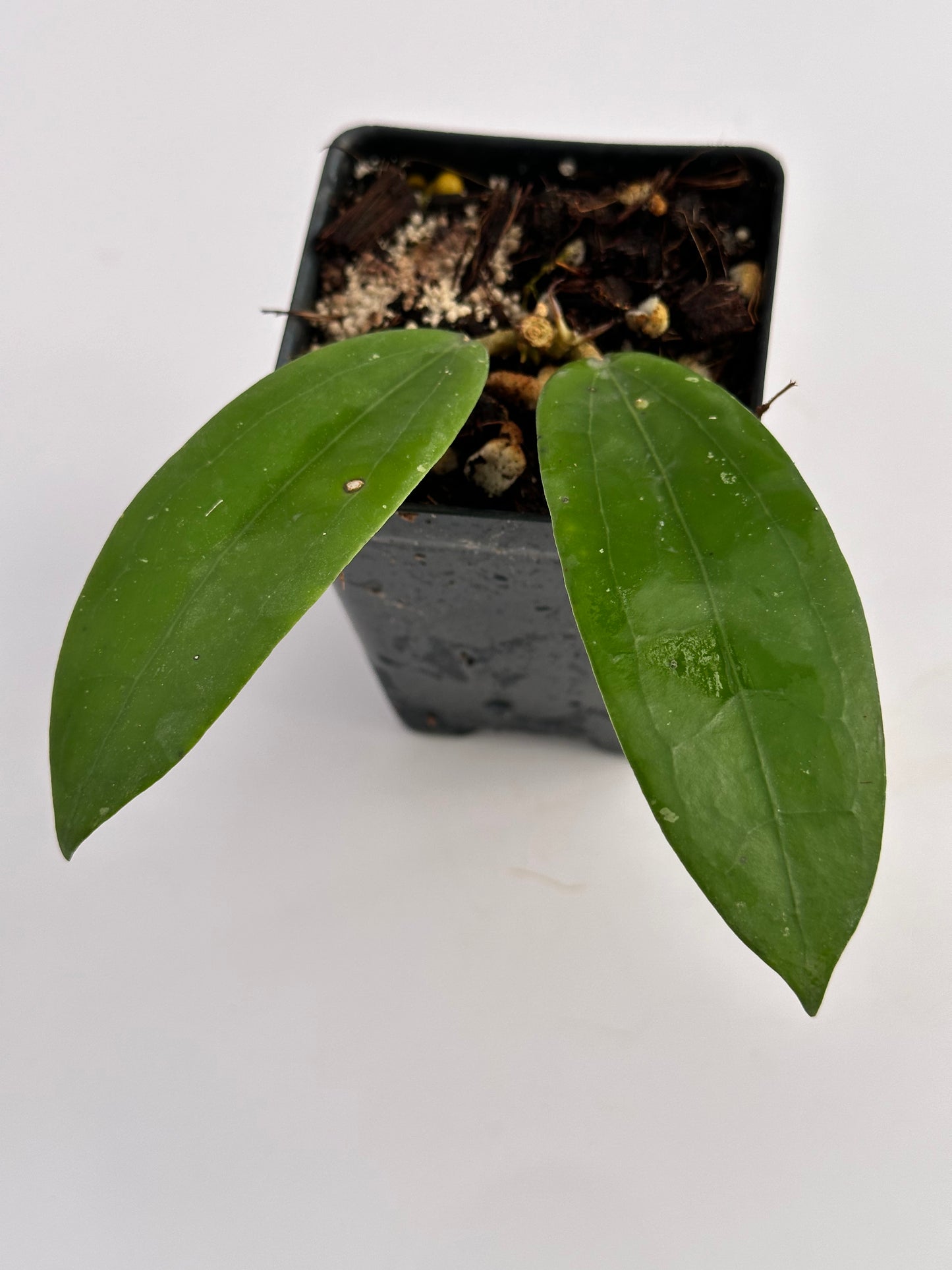 Hoya erythrina (pink) x verticillata