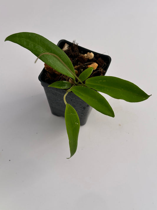 Hoya sp. Mamasa (red vein)