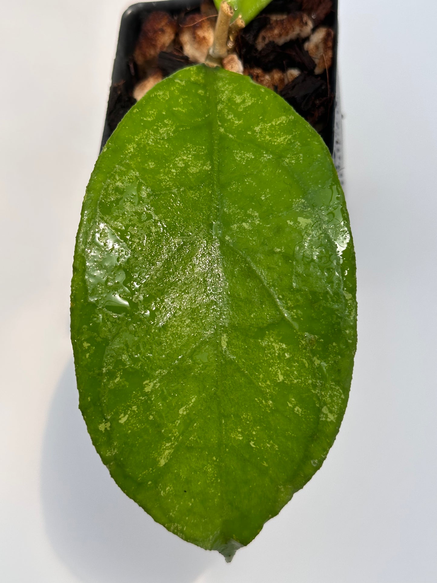 Hoya sp. Bahoi