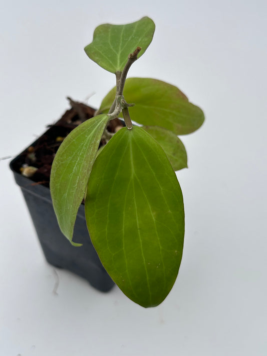 Hoya deleoniorum