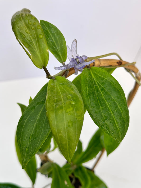 Hoya benvergarai