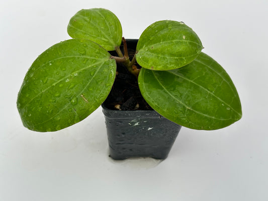 Hoya latifolia