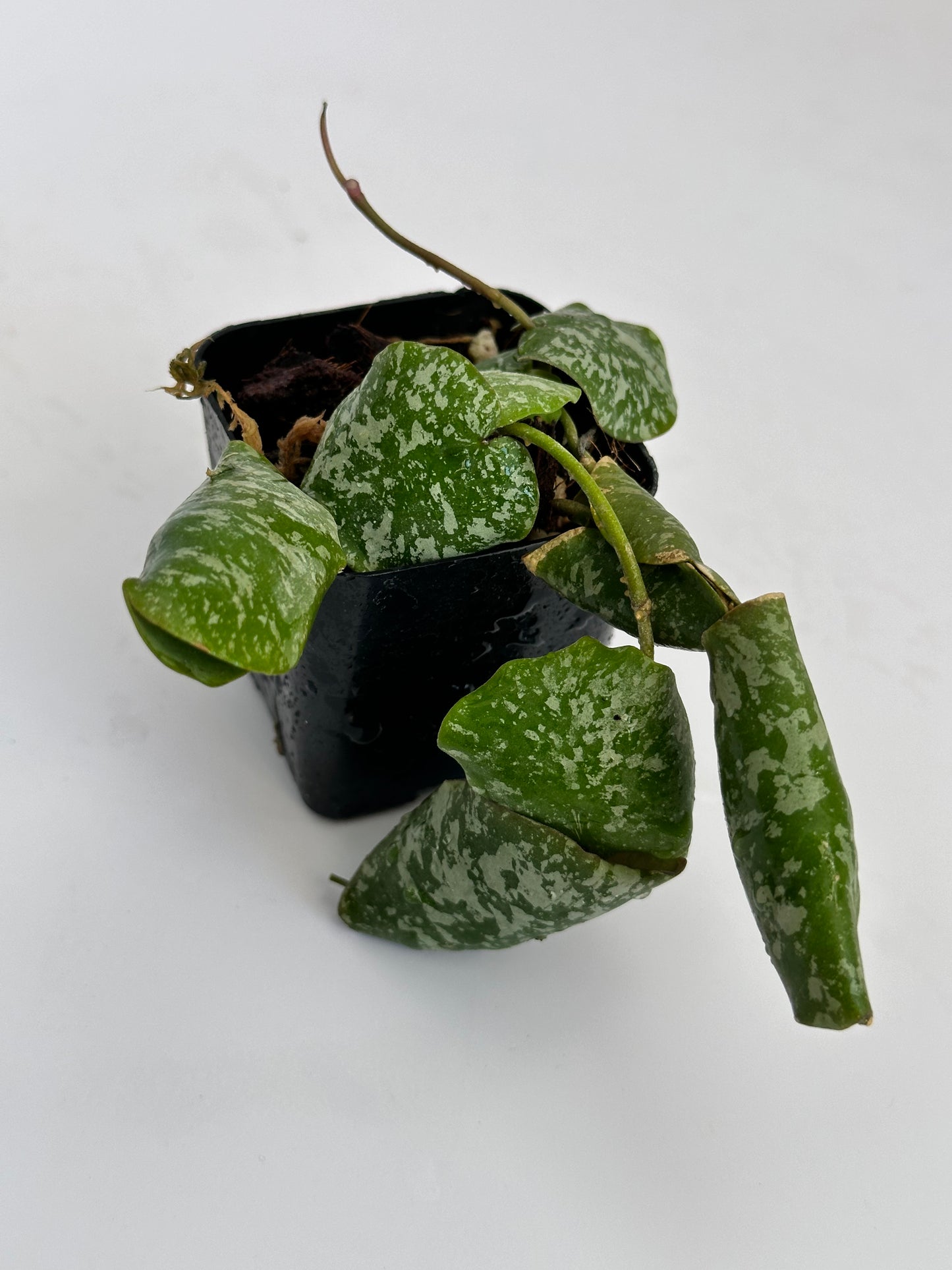 Hoya imbricata