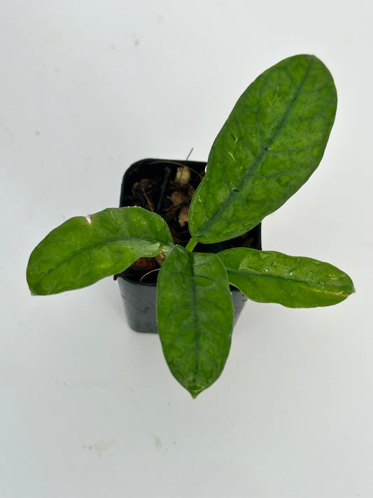 Hoya sp. Mutuo