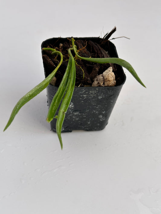 Hoya acicularis (mutate)