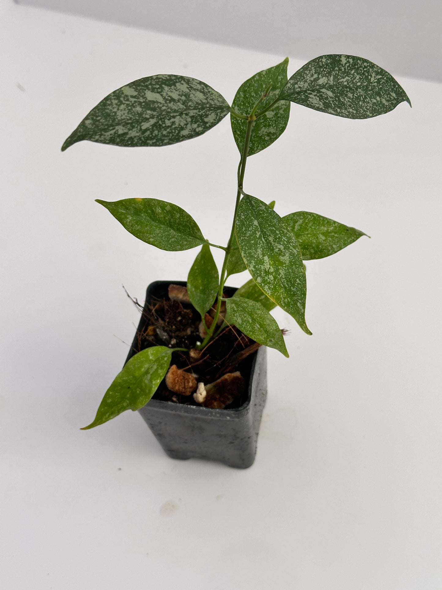 Hoya multiflora (mini, splash)