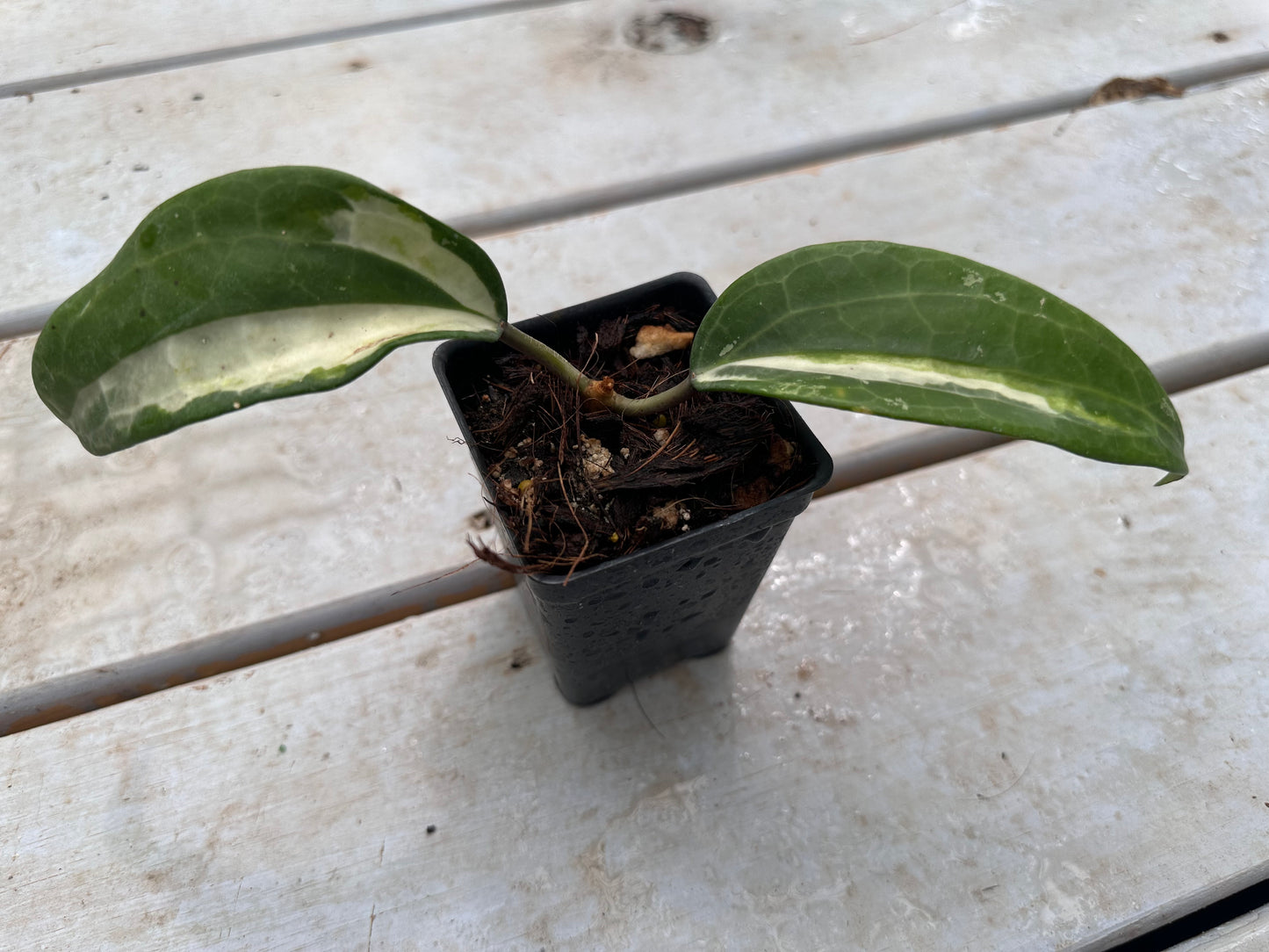 Hoya latifolia ‘Queensy’