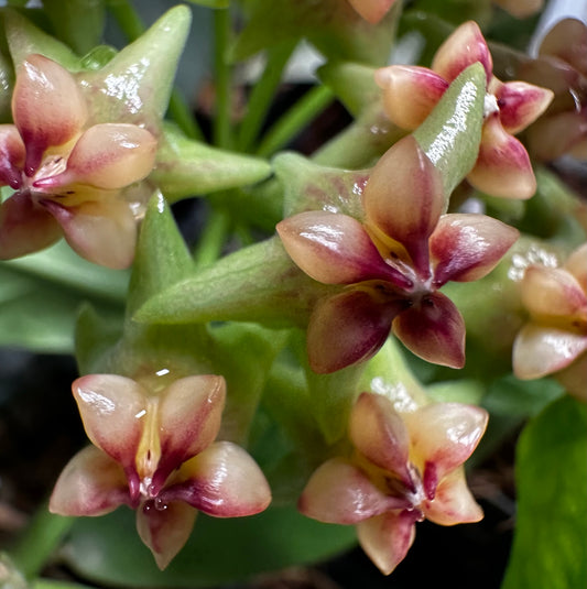 Monthly Mystery Hoya