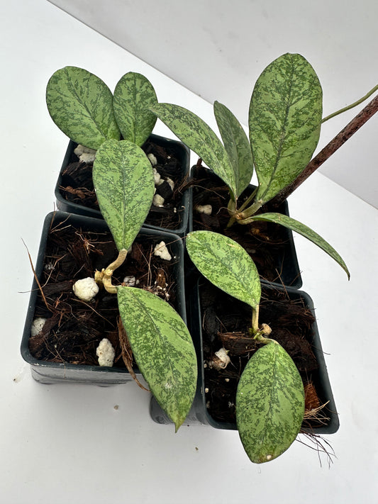 Hoya crassipetiolata (silver)