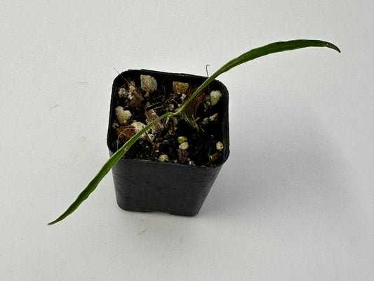 Hoya acicularis (variegated)