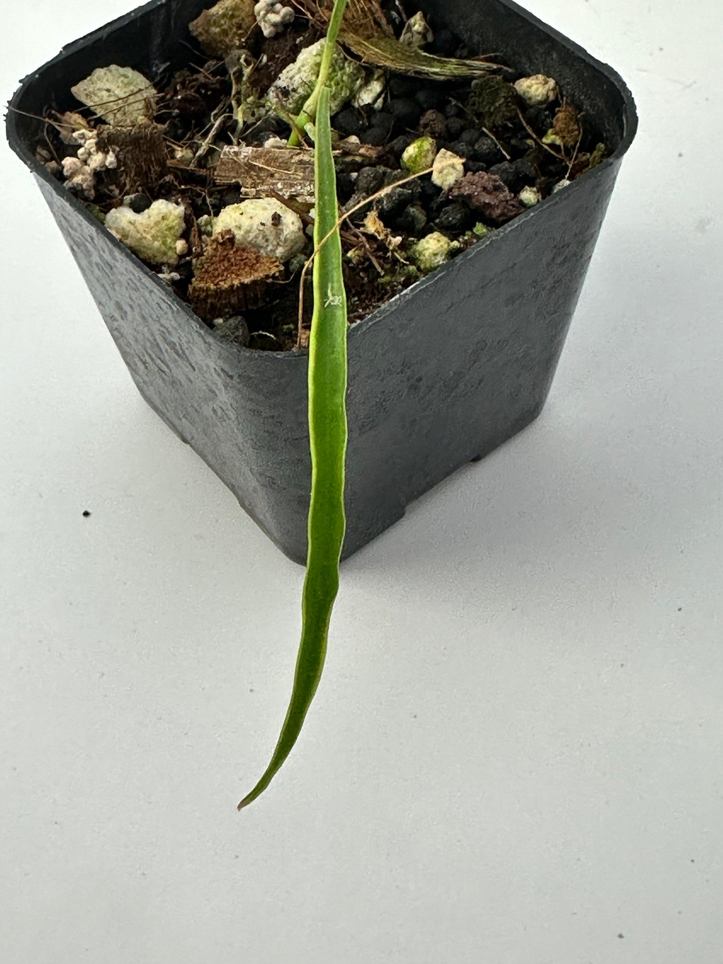 Hoya acicularis (variegated)