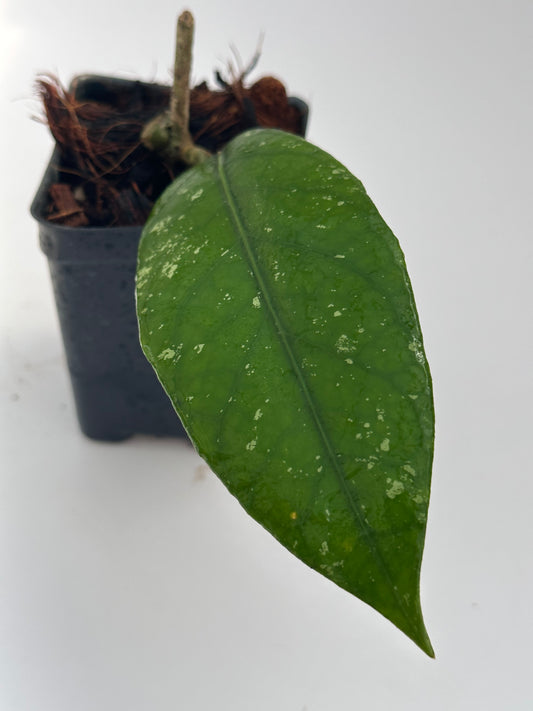 Hoya sp. Aceh Gayo Lues