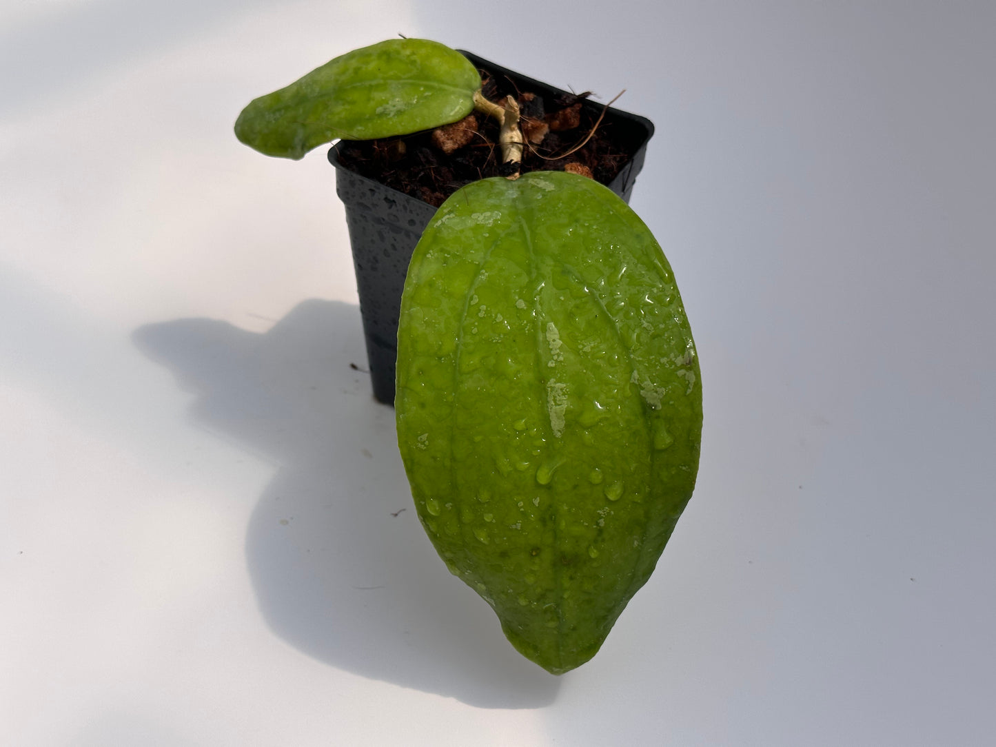 Hoya vitellina (orange)