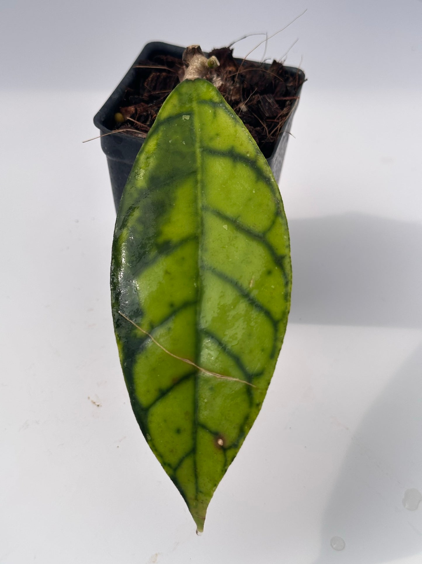 Hoya callistophylla (black)