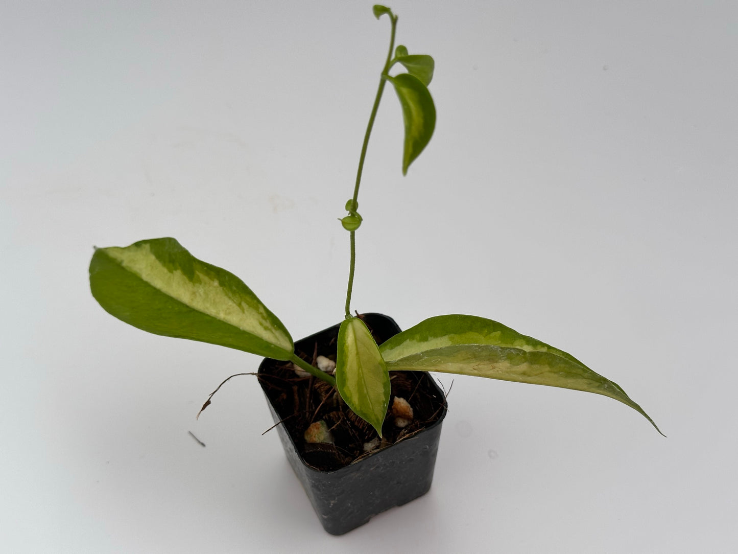 Hoya kenejiana (inner variegated)