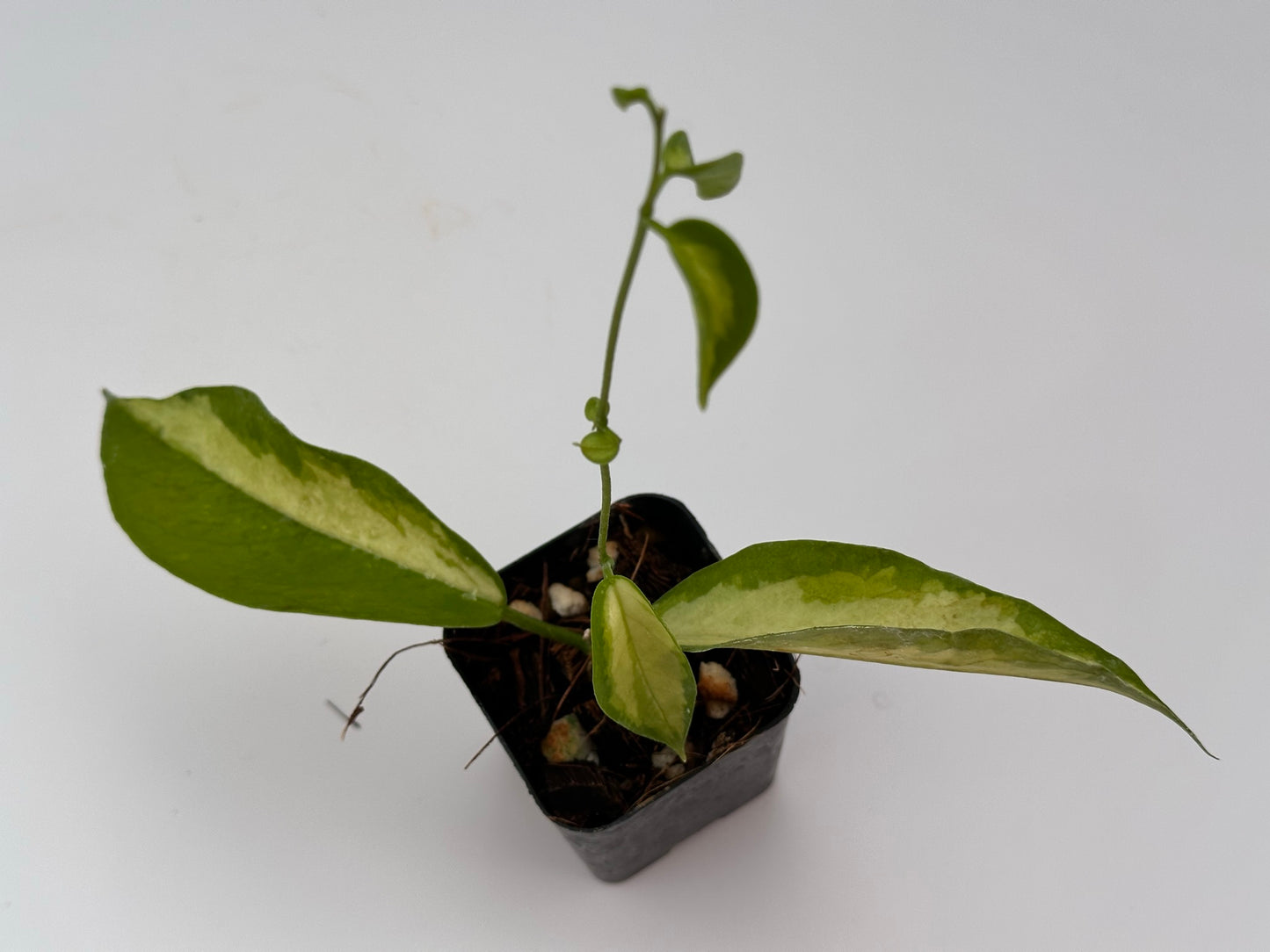 Hoya kenejiana (inner variegated)