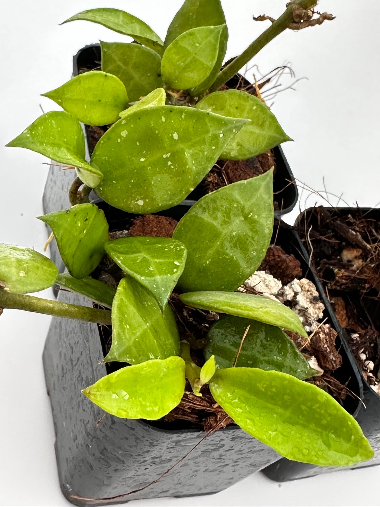 Hoya lacunosa Nganjuk