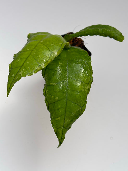 Hoya sp. Nong Nooch