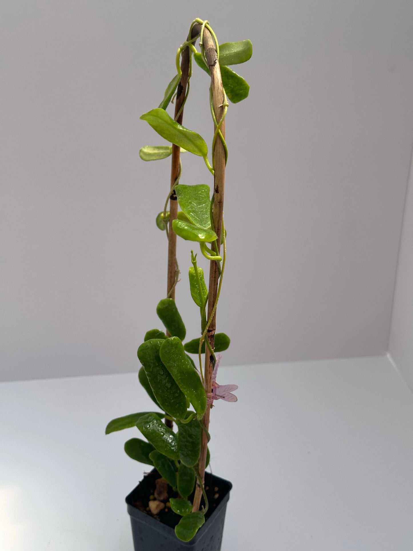 Hoya rotundiflora - Trellised