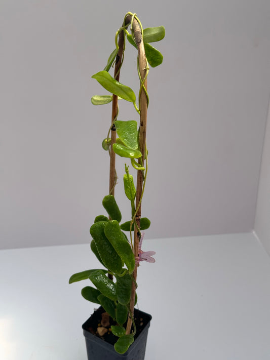 Hoya rotundiflora