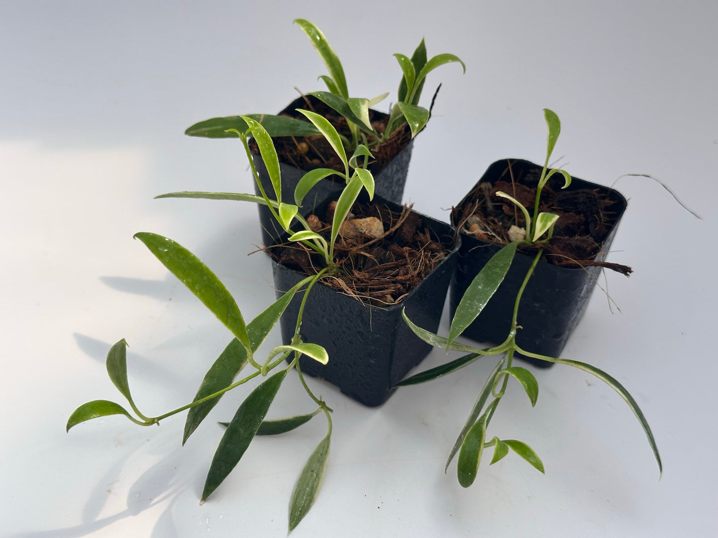 Hoya tsangii (outer variegated)