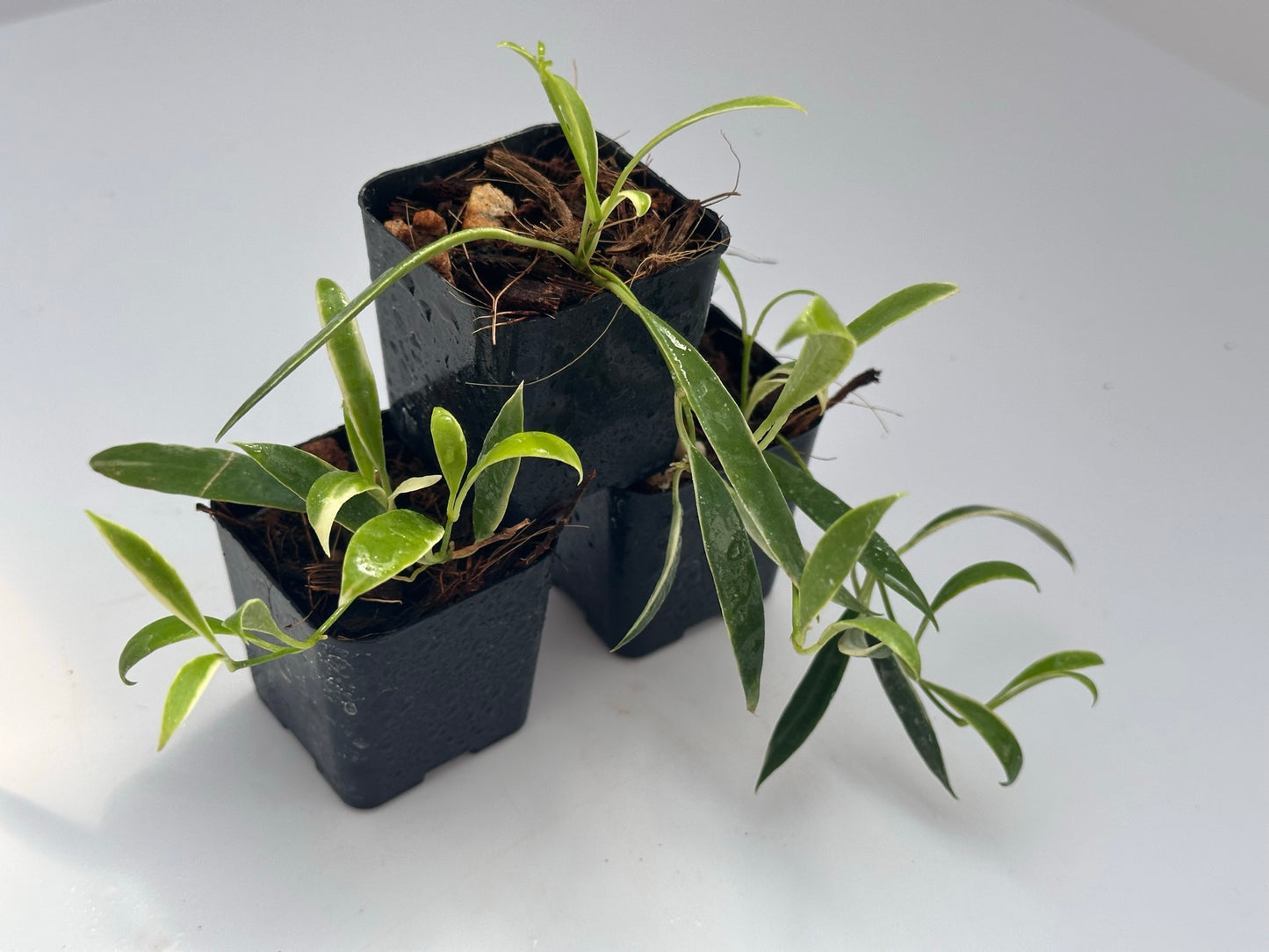 Hoya tsangii (outer variegated)