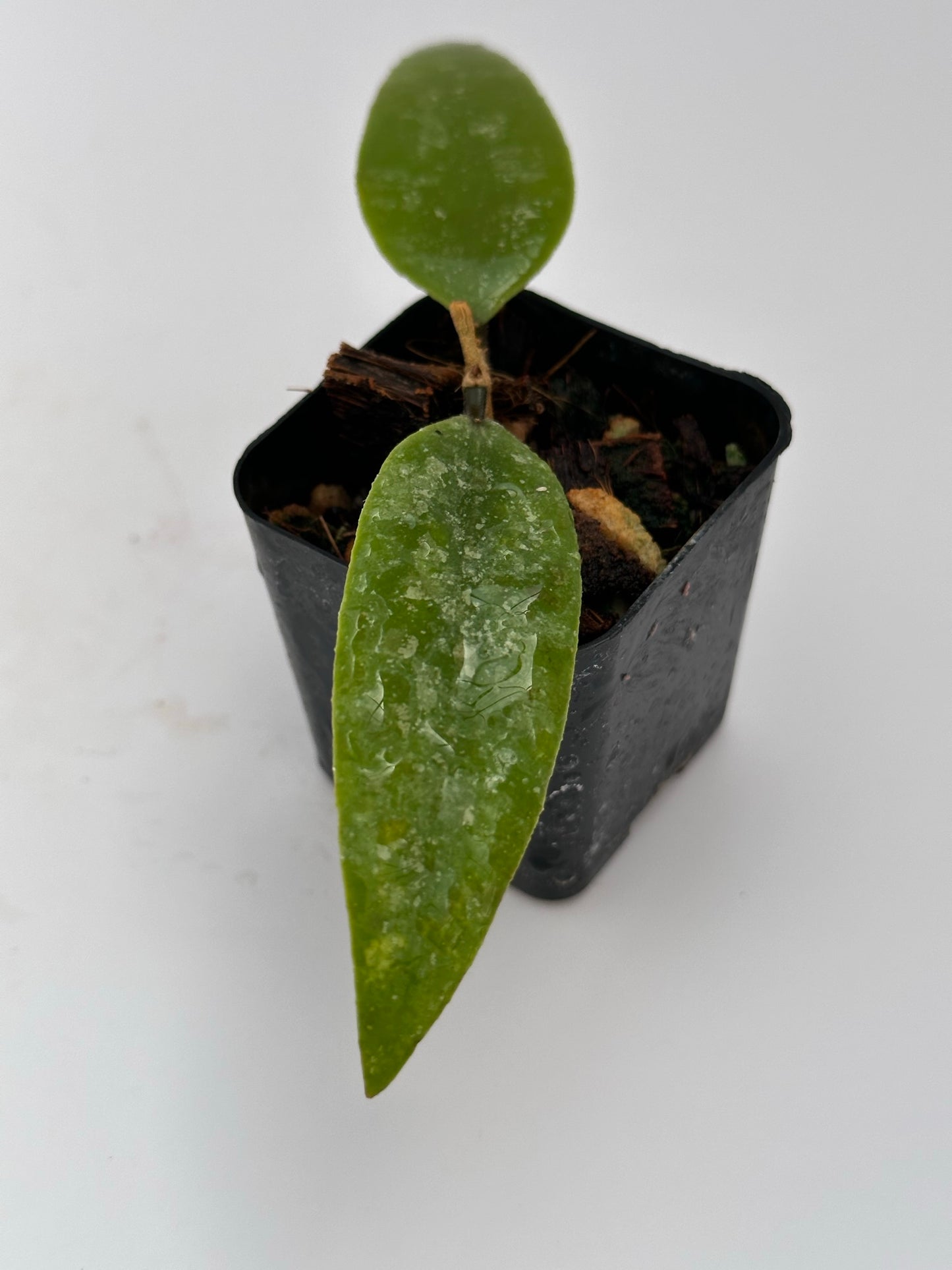 Hoya sumatrana