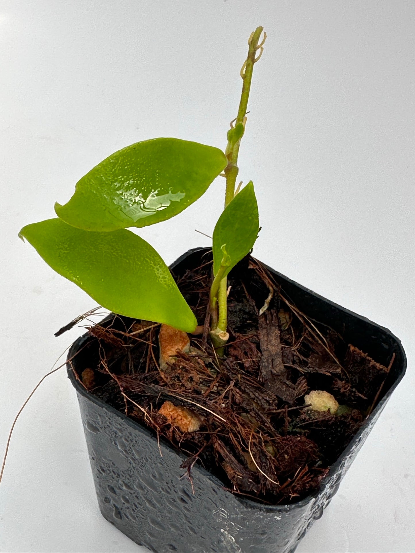 Hoya soidaoensis