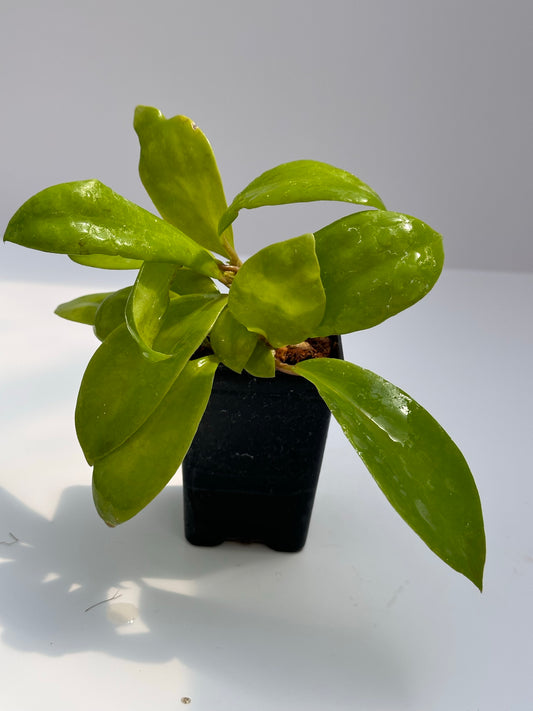 Hoya ilagorium (yellow)