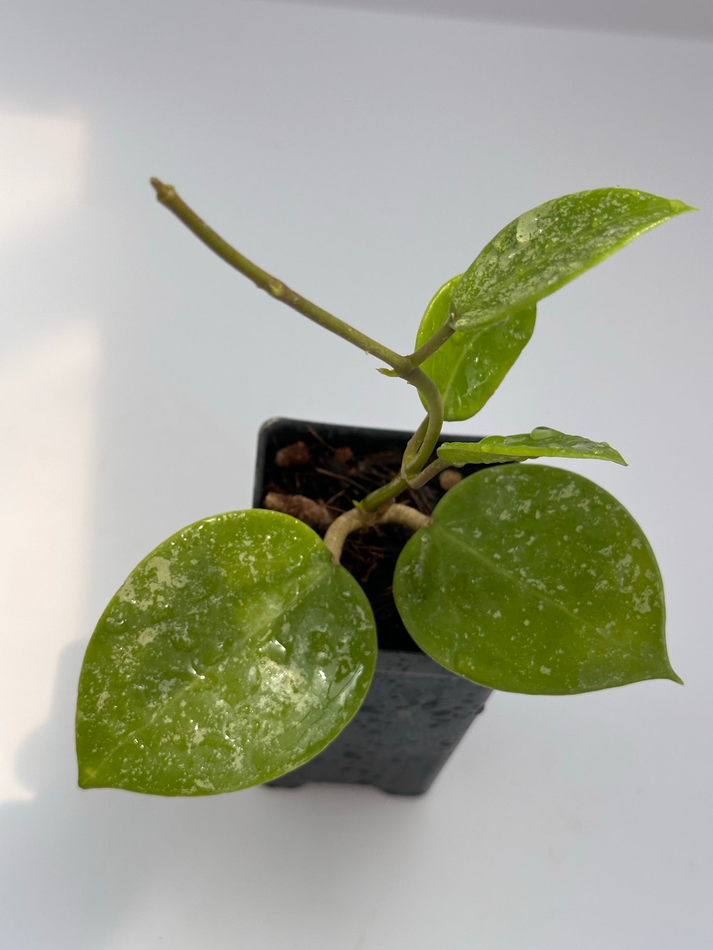 Hoya verticillata ‘RB Mini’ (splash)