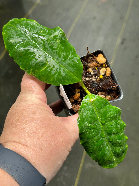 Hoya nuttiana