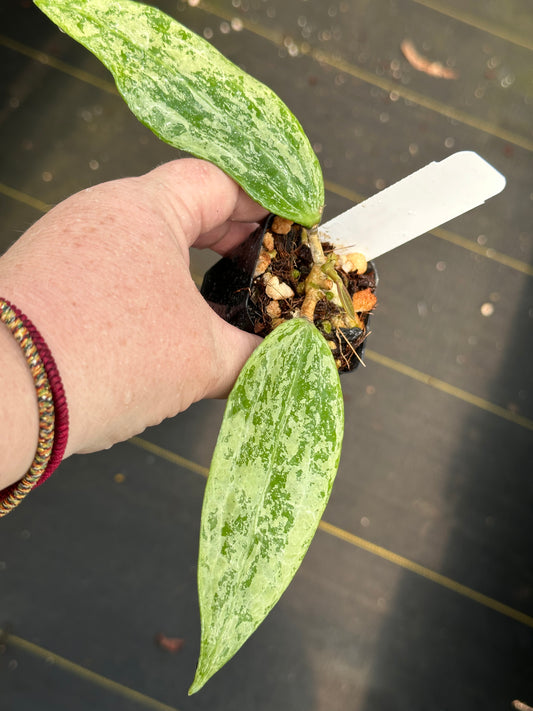 Hoya sp. Rangsan