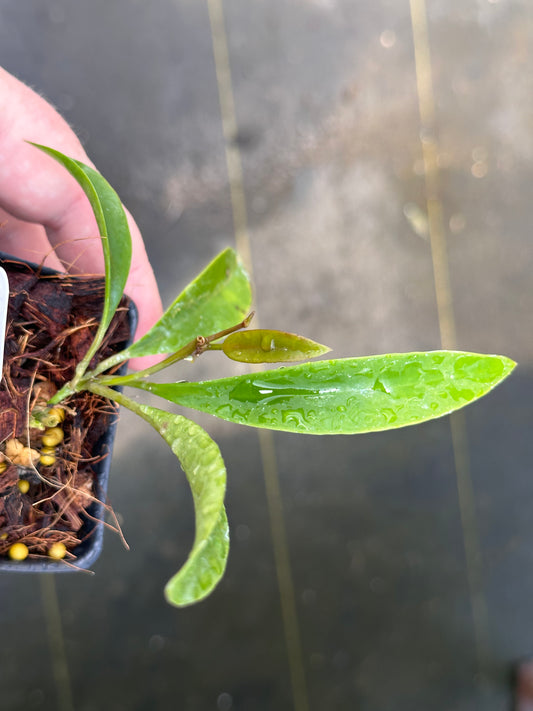 Hoya wayetii ‘Dark Choco’