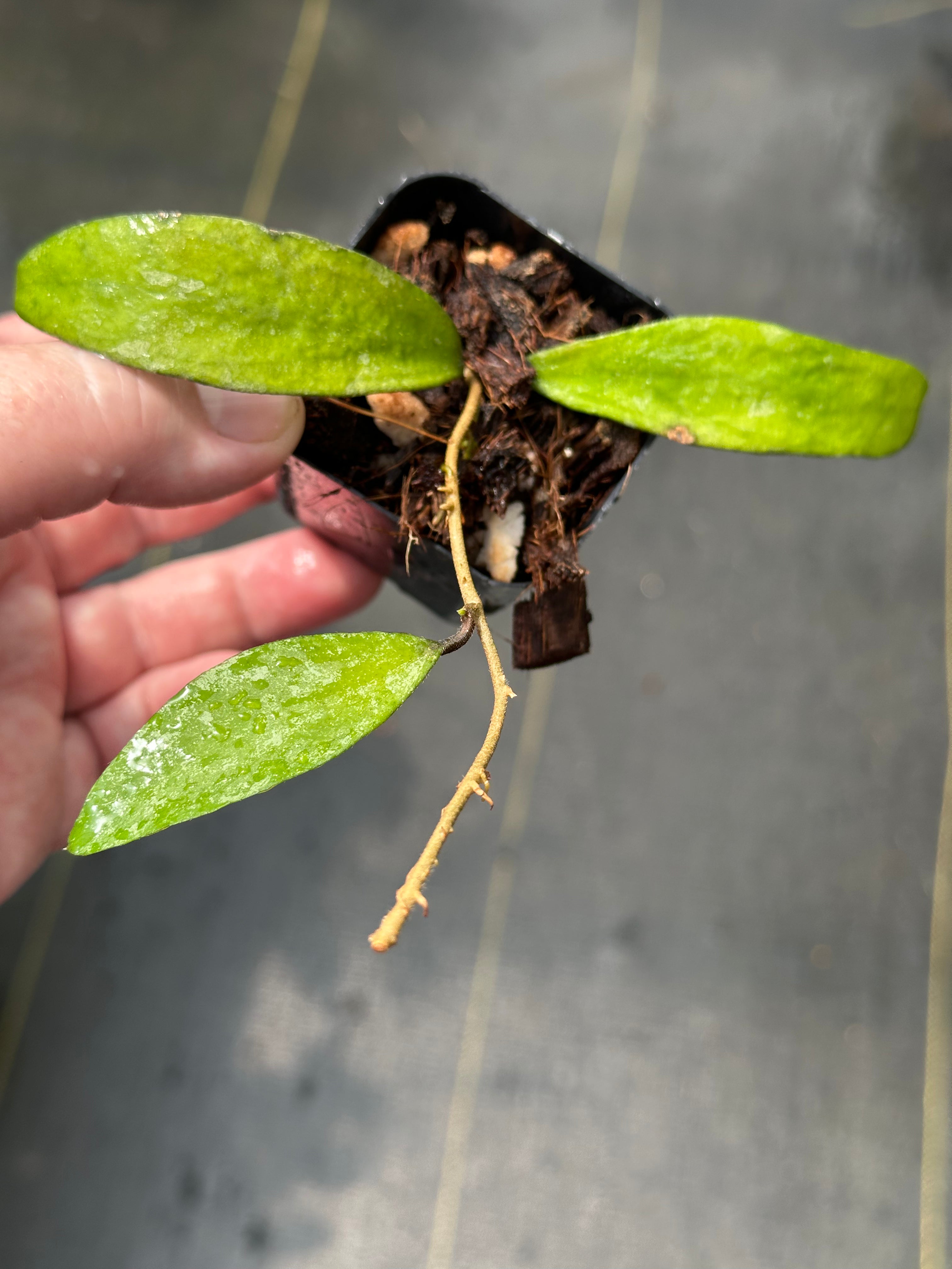 Hoya flagellata (gold) – Nest Tropicals