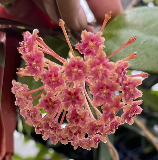 Hoya ‘Jordana’