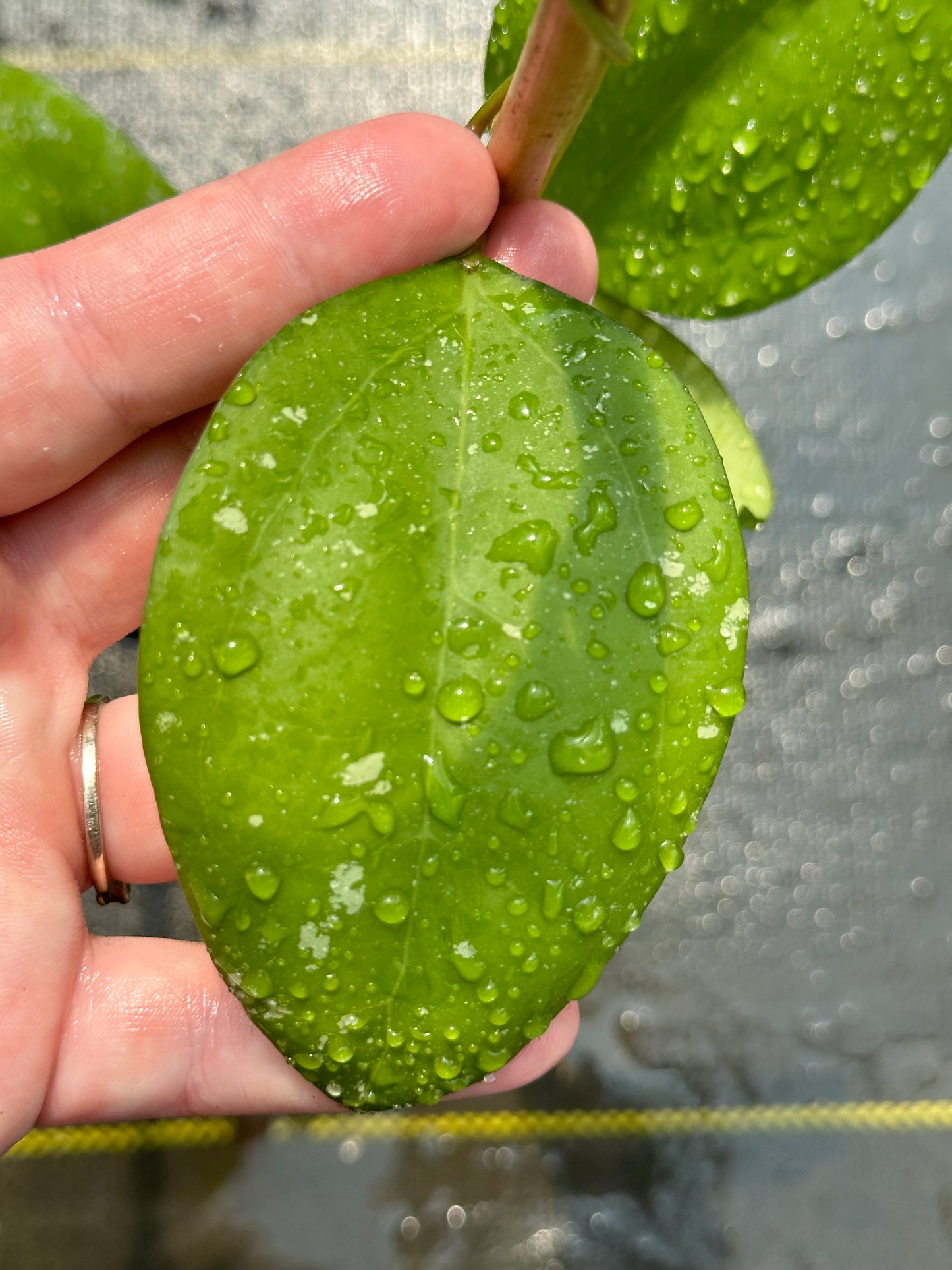 Hoya ‘Tomaz’ - Trellised