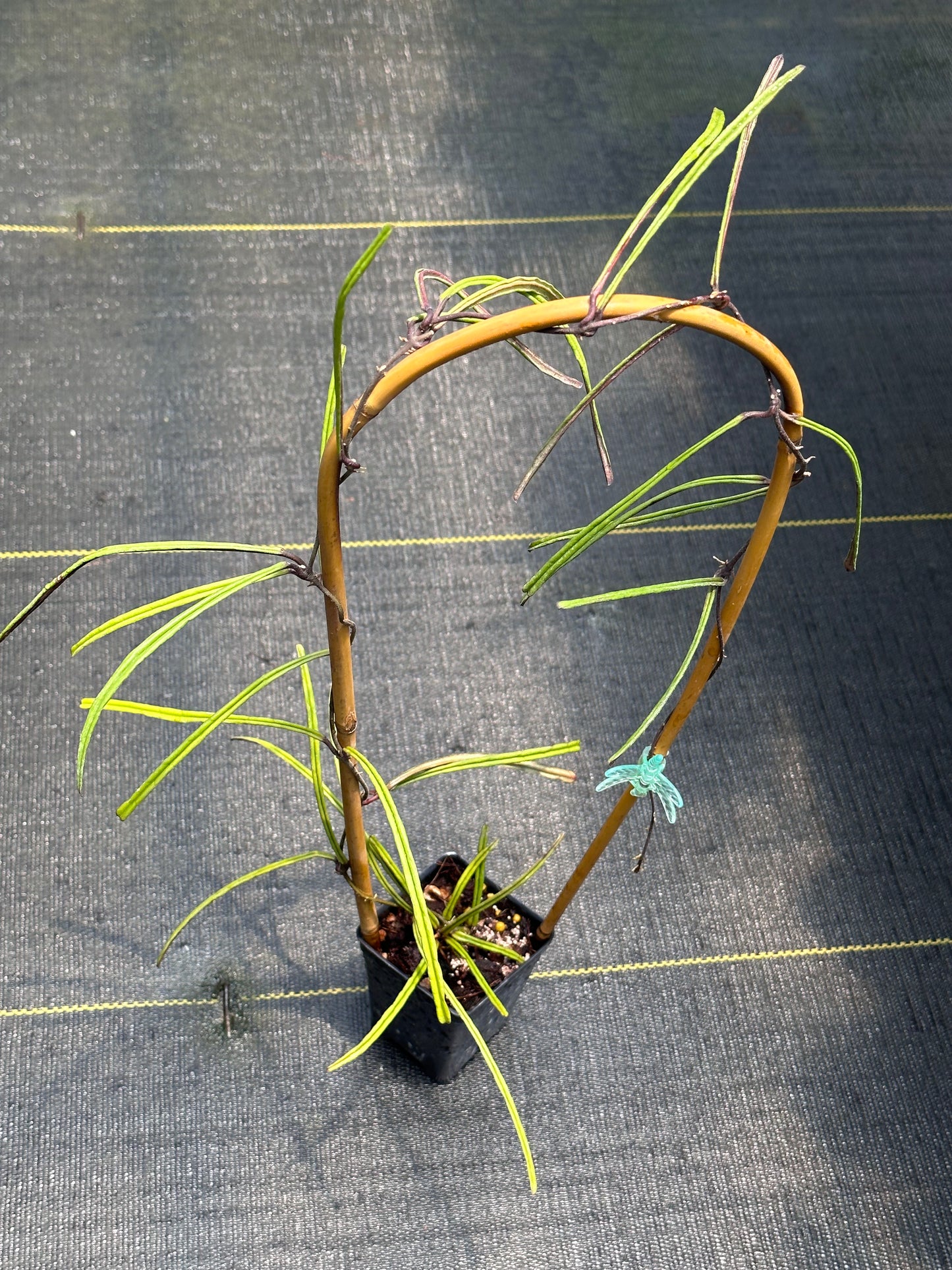 Hoya insularis - Trellised