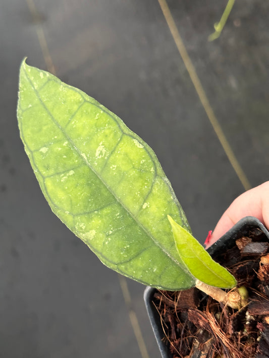 Hoya finlaysonii ‘Naeva’